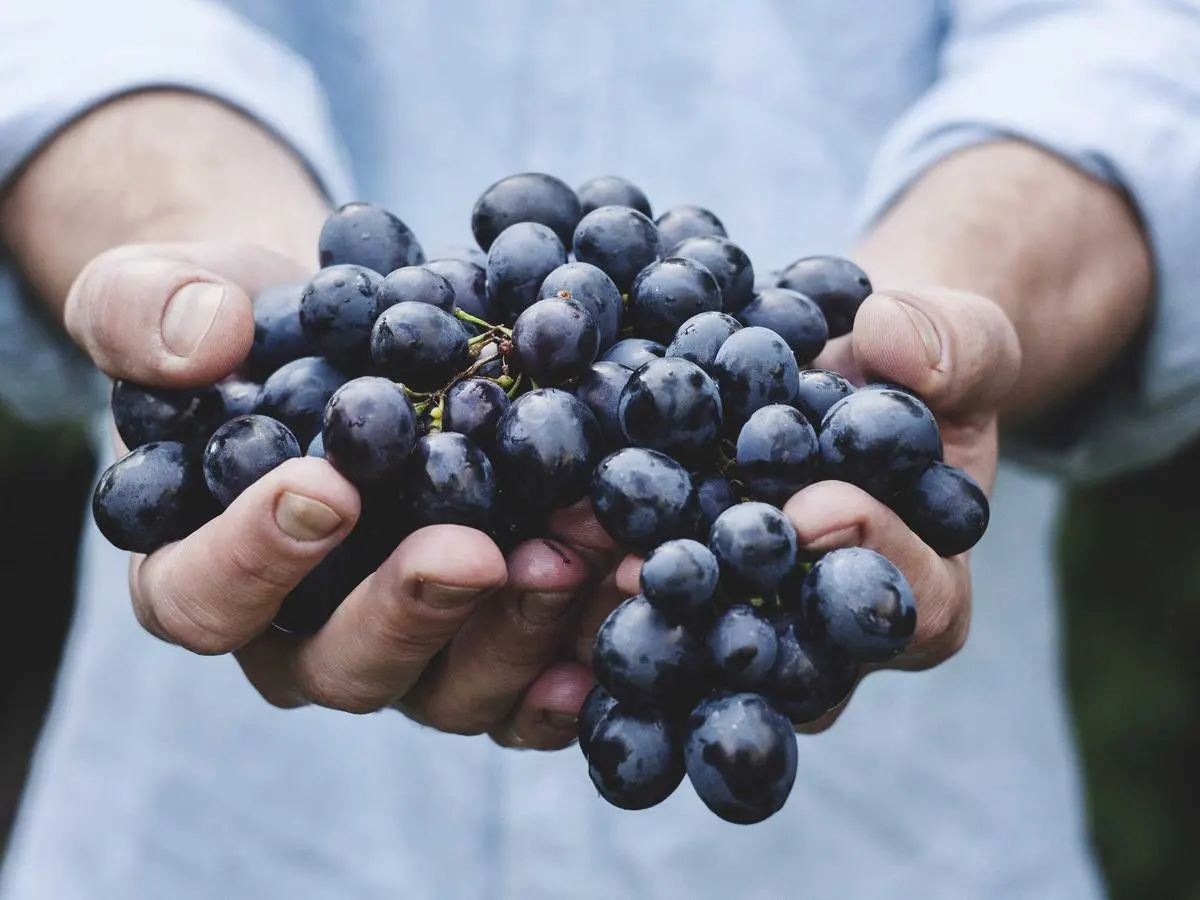 Two hands cradling a freshly picked bunch of dark grapes